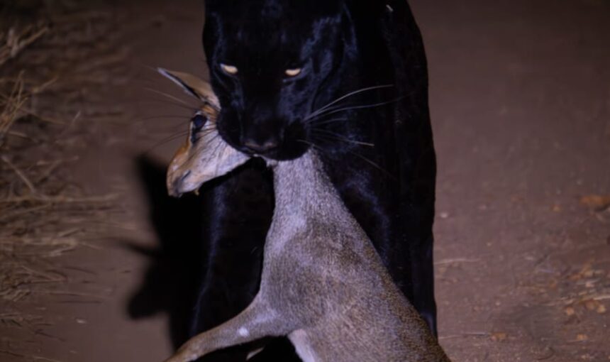 The Black Leopard: A Rare and Mysterious Predator