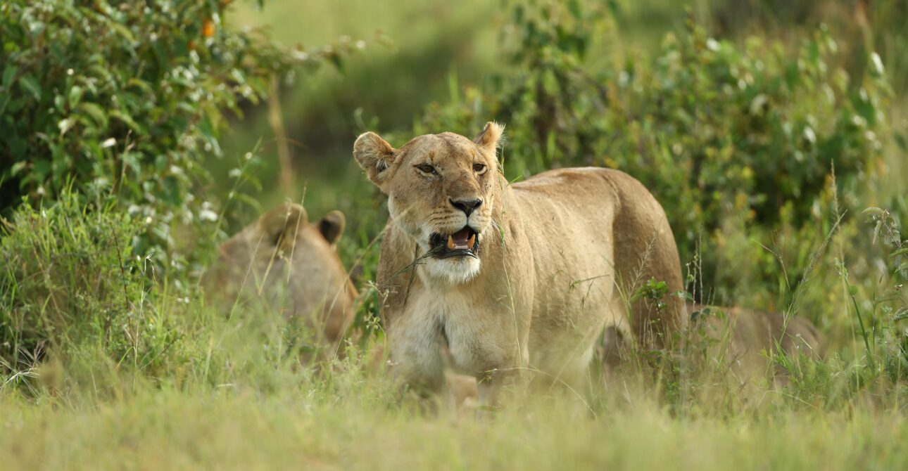 10-Day Kenya & Tanzania Classic Safari
